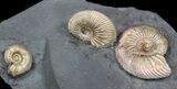 Iridescent Ammonite Fossils Mounted In Shale - x #38227-2